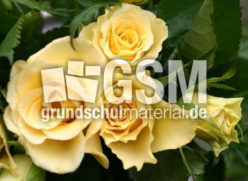 Rosen-gelb.jpg